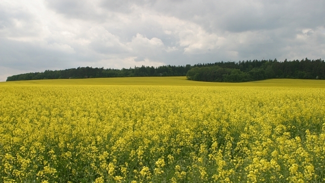 Má EU nadále podporovat biopaliva?
